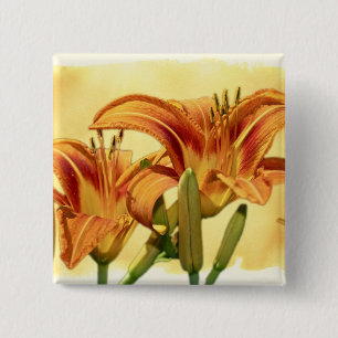 Taglilien - Hemerocallis Button
