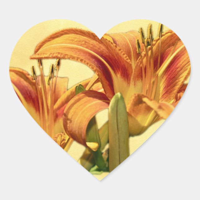 Taglilien - Hemerocallis Herz-Aufkleber (Vorderseite)