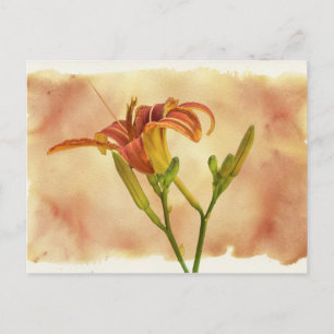 Taglilien - Hemerocallis Postkarte