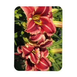 Taglilien Magnet
