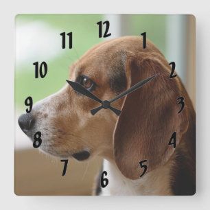 Tagträumender Beagle Quadratische Wanduhr