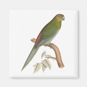 Tahiti Parakeet Illustration, c. 1849 Magnet