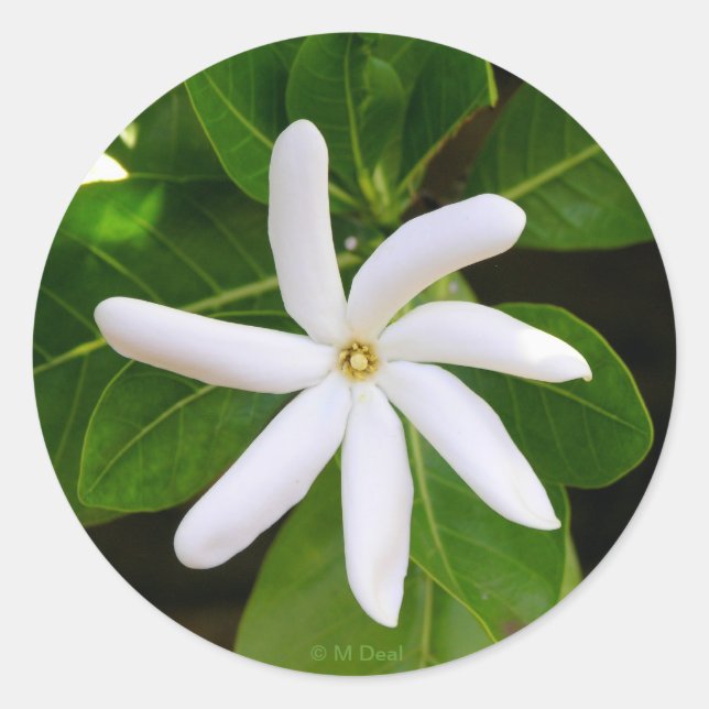 Tahiti Tiare Runder Aufkleber (Vorderseite)