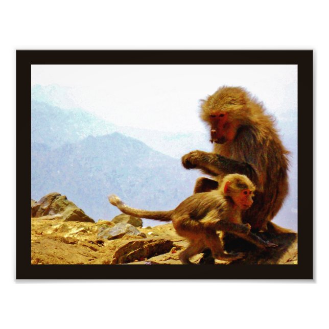 Taif Baboons Fotodruck (Vorne)