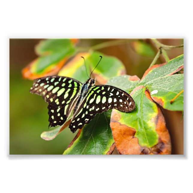 Tailed Jay Photo Print Fotodruck (Vorne)