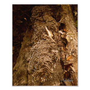 Tailfeather Parade Fotodruck