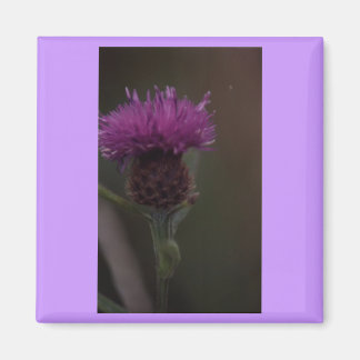 Taille Magnet
