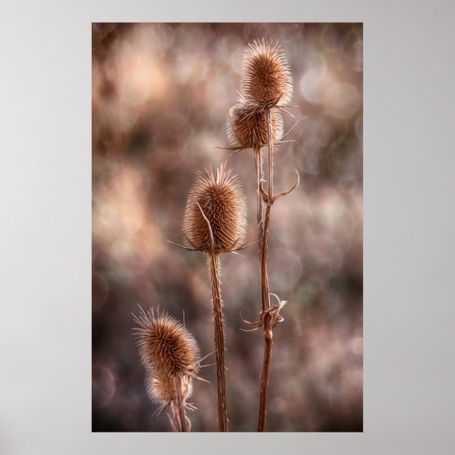 Taille Poster (Vorne)