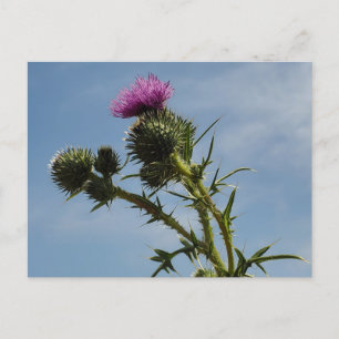 Taille Postkarte