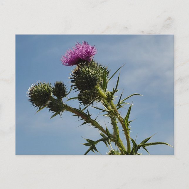 Taille Postkarte (Vorderseite)