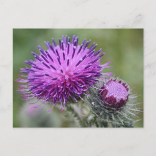 Taille Postkarte