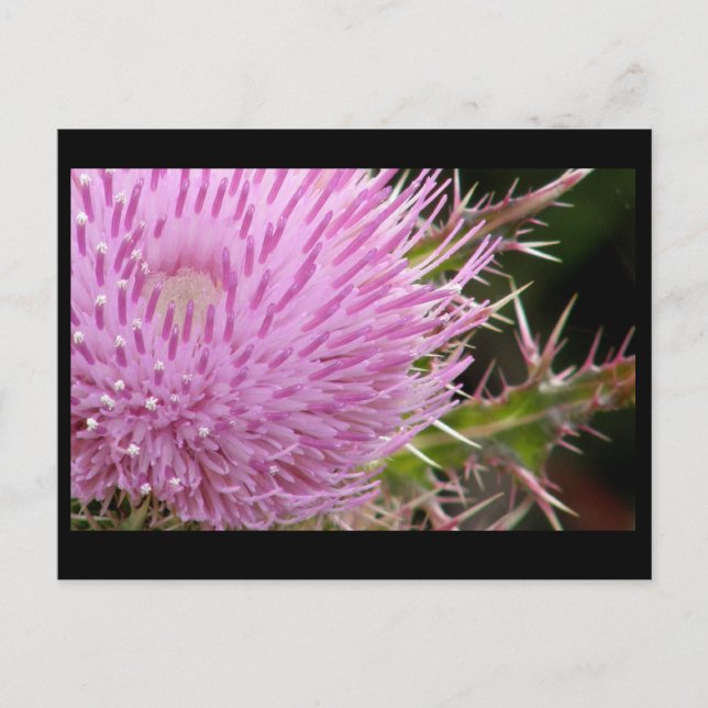 Taille Postkarte (Vorderseite)