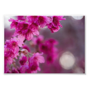 Taiwanesisch Cherry Tree Blossom Fotodruck
