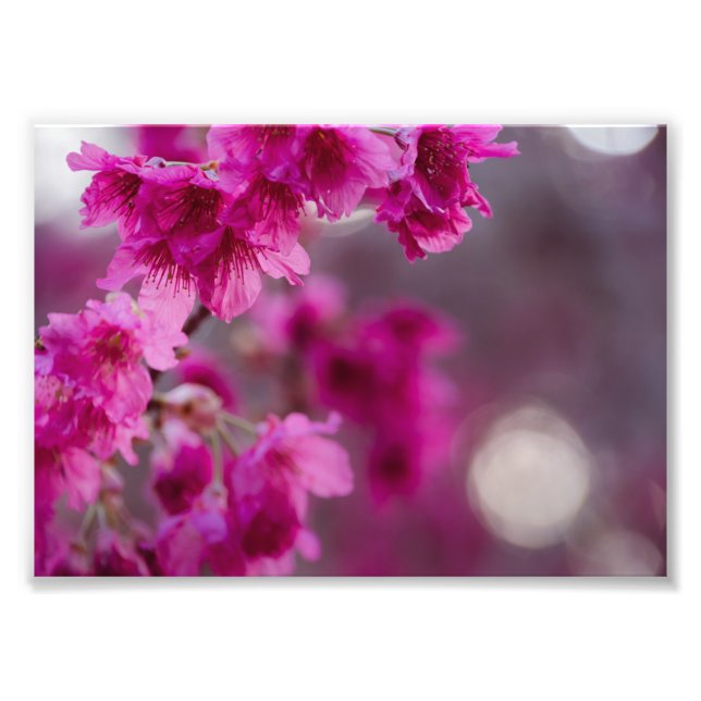 Taiwanesisch Cherry Tree Blossom Fotodruck (Vorne)