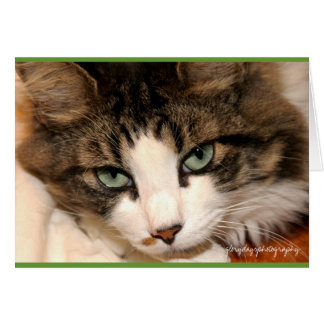 Taj, Glorydaysphotographie