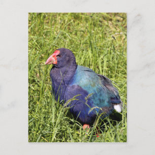 Takahe, gefährdeter einheimischer Neuseeländischer Postkarte