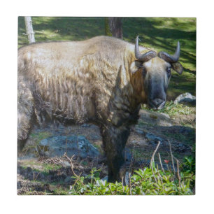 Takin, nationales Tier von Bhutan - Himalaya, Asie Fliese