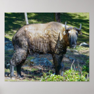 Takin, nationales Tier von Bhutan - Himalaya, Asie Poster