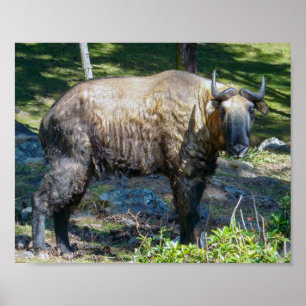 Takin, nationales Tier von Bhutan - Himalaya, Asie Poster