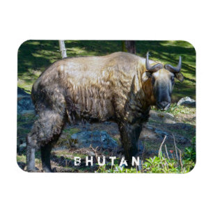 Takin, Nationaltier von Bhutan - Himalaja, Asien Magnet