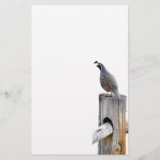 Tal Quail Foto Papier (Vorderseite)