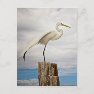 Talented Egret   Fort Myers Beach, Florida Postkarte