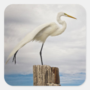 Talented Egret   Fort Myers Beach, Florida Quadratischer Aufkleber