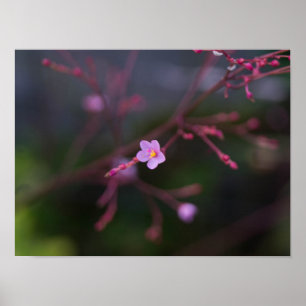 Talinum paniculatum poster