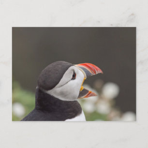 Talkative Puffin von Skomer Postkarte