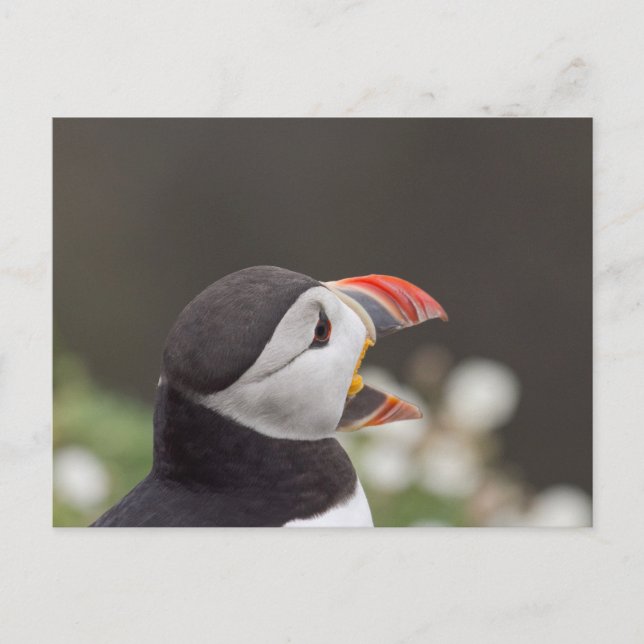 Talkative Puffin von Skomer Postkarte (Vorderseite)