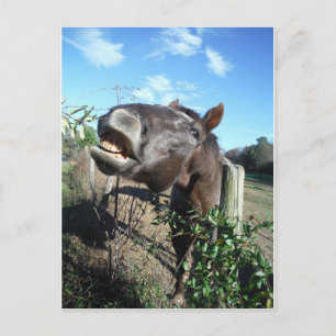 Talking Brown Horse Postkarte