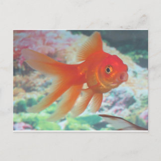 Talking Goldfish Postkarte