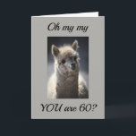 **TALKING LLAMA** GREETING" FOR "60th" BIRTHDAY Karte<br><div class="desc">This absoulutly funny AND adorable horse is just waiting to put a huge smile on face today. Let a special person in your life know you are thinking of them today. Great GROUP card,  also.</div>