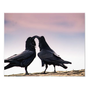 Talking Raven Foto Print