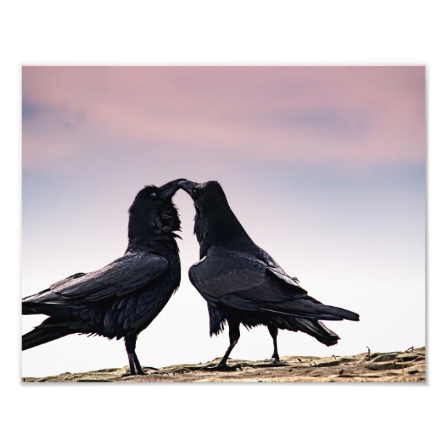 Talking Raven Foto Print (Vorne)