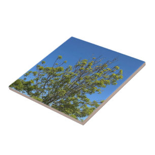 Tall Ash Tree im schönen Blue Sky Foto Fliese