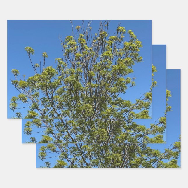 Tall Ash Tree im schönen Blue Sky Foto Geschenkpapier Set (Set)