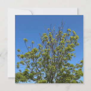 Tall Ash Tree im schönen Blue Sky Foto Karte