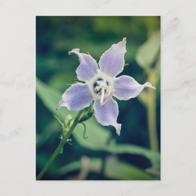 Tall Bellflower Wildblume Postkarte (Vorderseite)