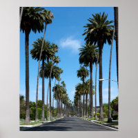 Tall California Palm Trees Fotografie
