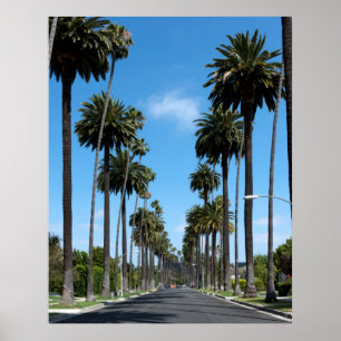 Tall California Palm Trees Fotografie Poster