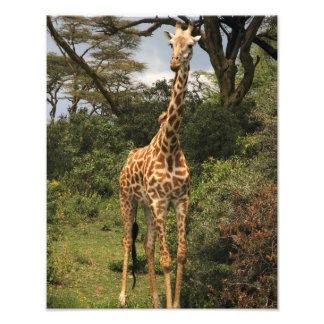 Tall Giraffe in Bushes Fotodruck