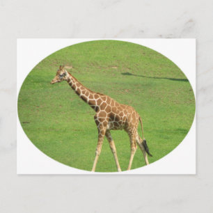 Tall Giraffe Postcard Postkarte