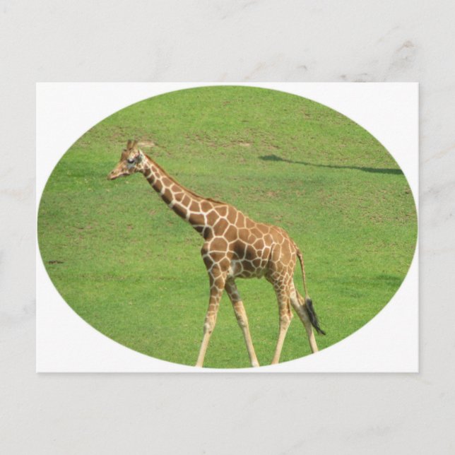 Tall Giraffe Postcard Postkarte (Vorderseite)