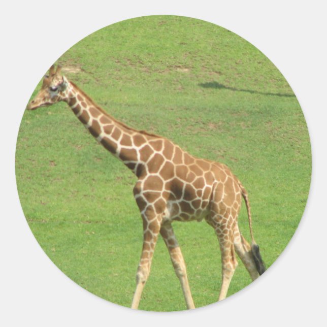 Tall Giraffe Sticker (Vorderseite)