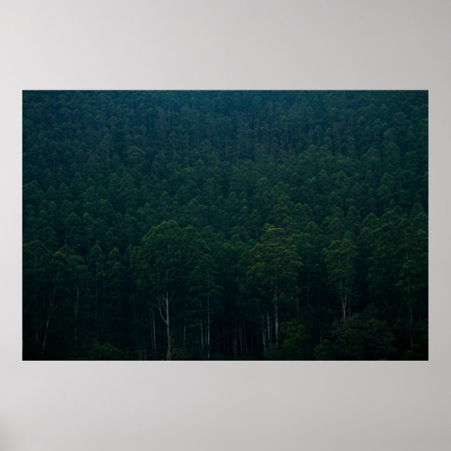 TALL GREEN TREES POSTER (Vorne)