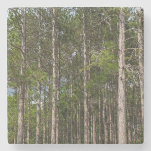 Tall Pines Steinuntersetzer
