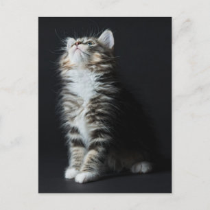 Tall Tabby Postkarte