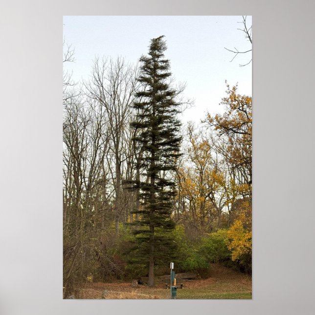 Tall Tree Foto Poster (Vorne)