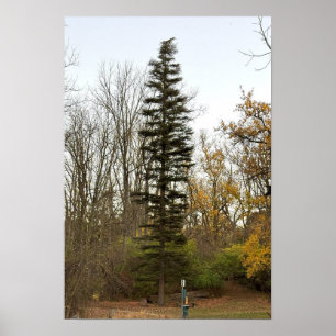 Tall Tree Foto Poster